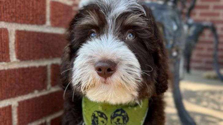 The Swiss Doodle: One Of The Cutest Doodles Around