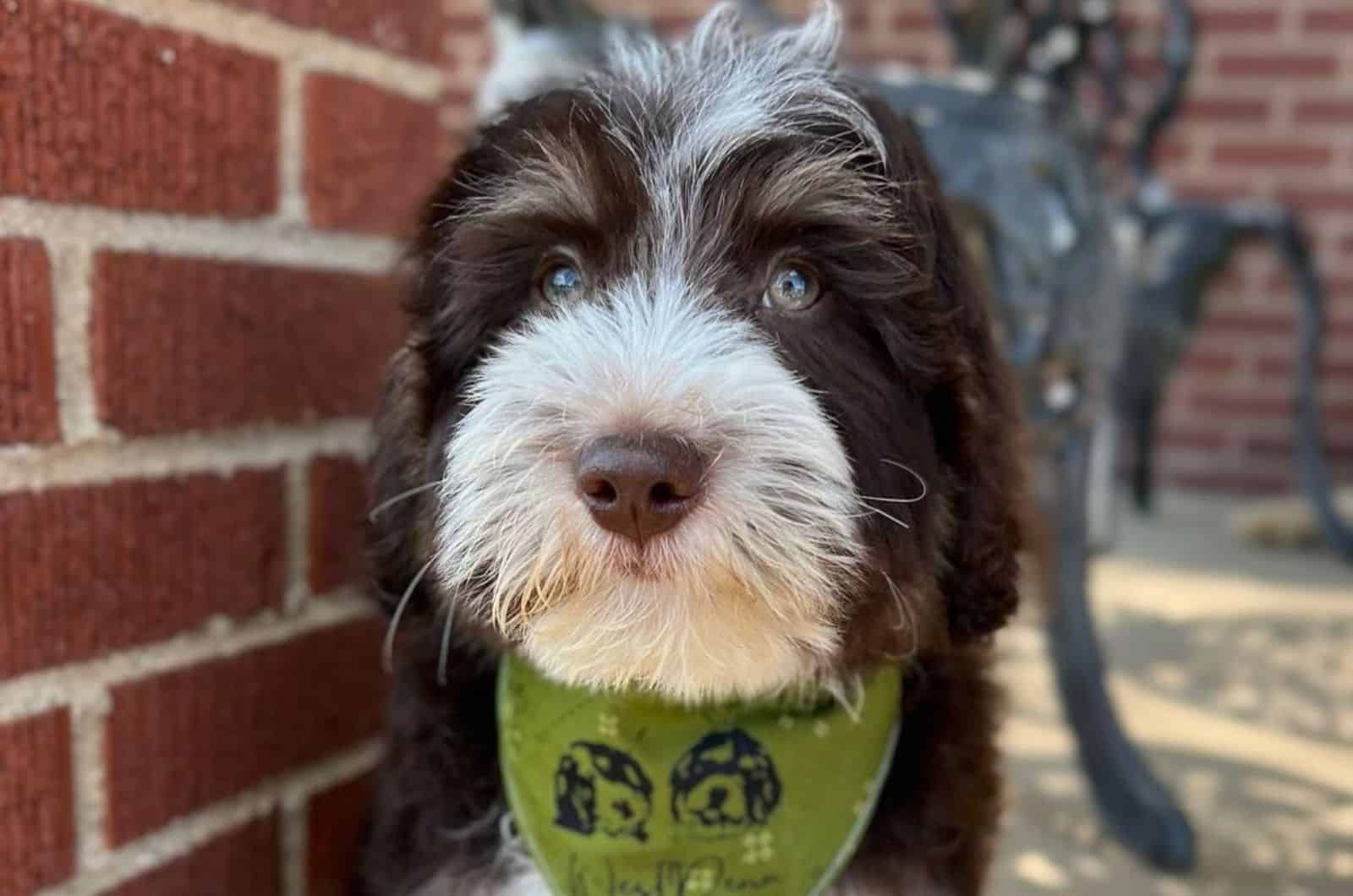 The Swiss Doodle: One Of The Cutest Doodles Around