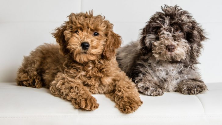 The Top 5 Cockapoo Breeders In Minnesota