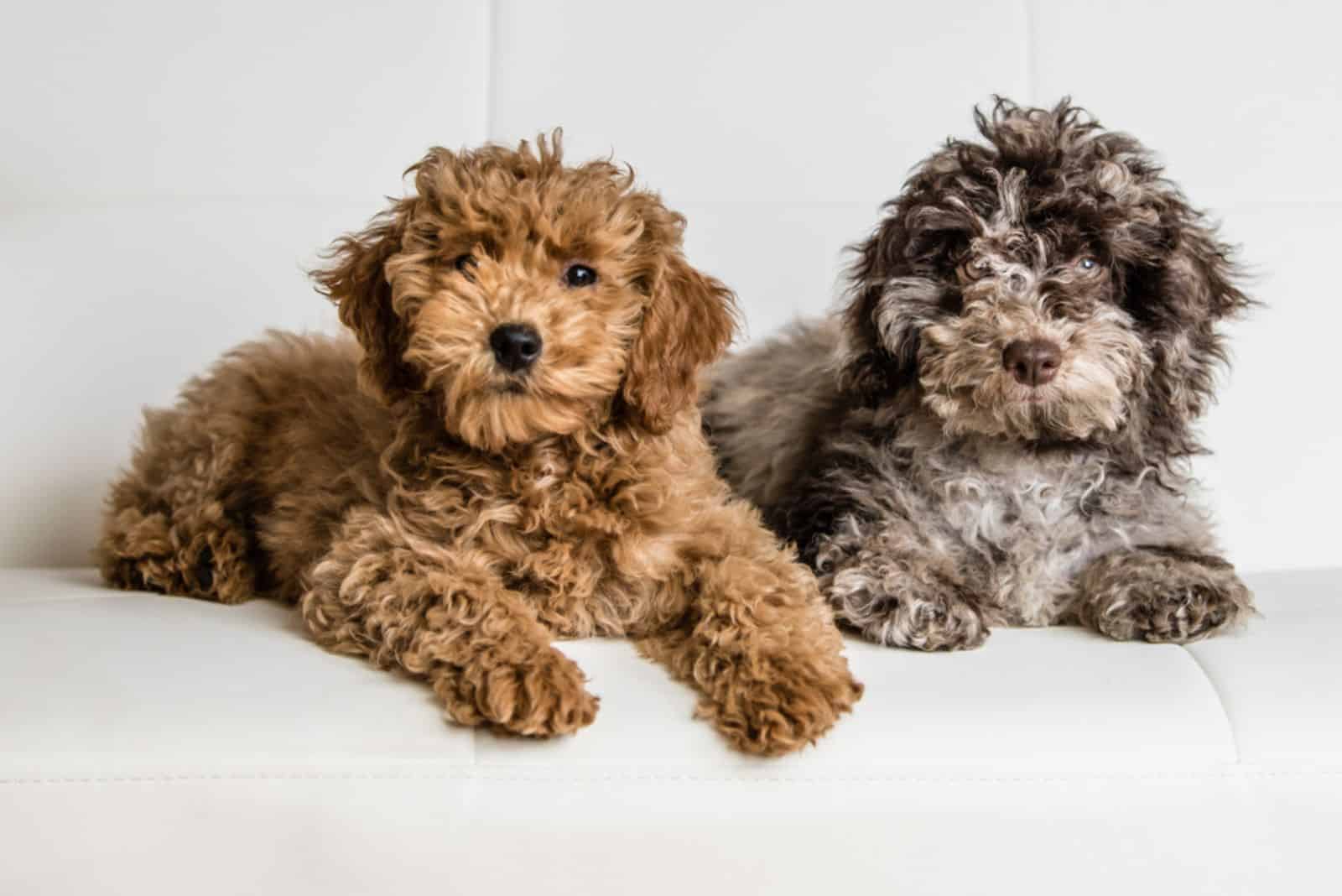 two cockapoo puppies posing