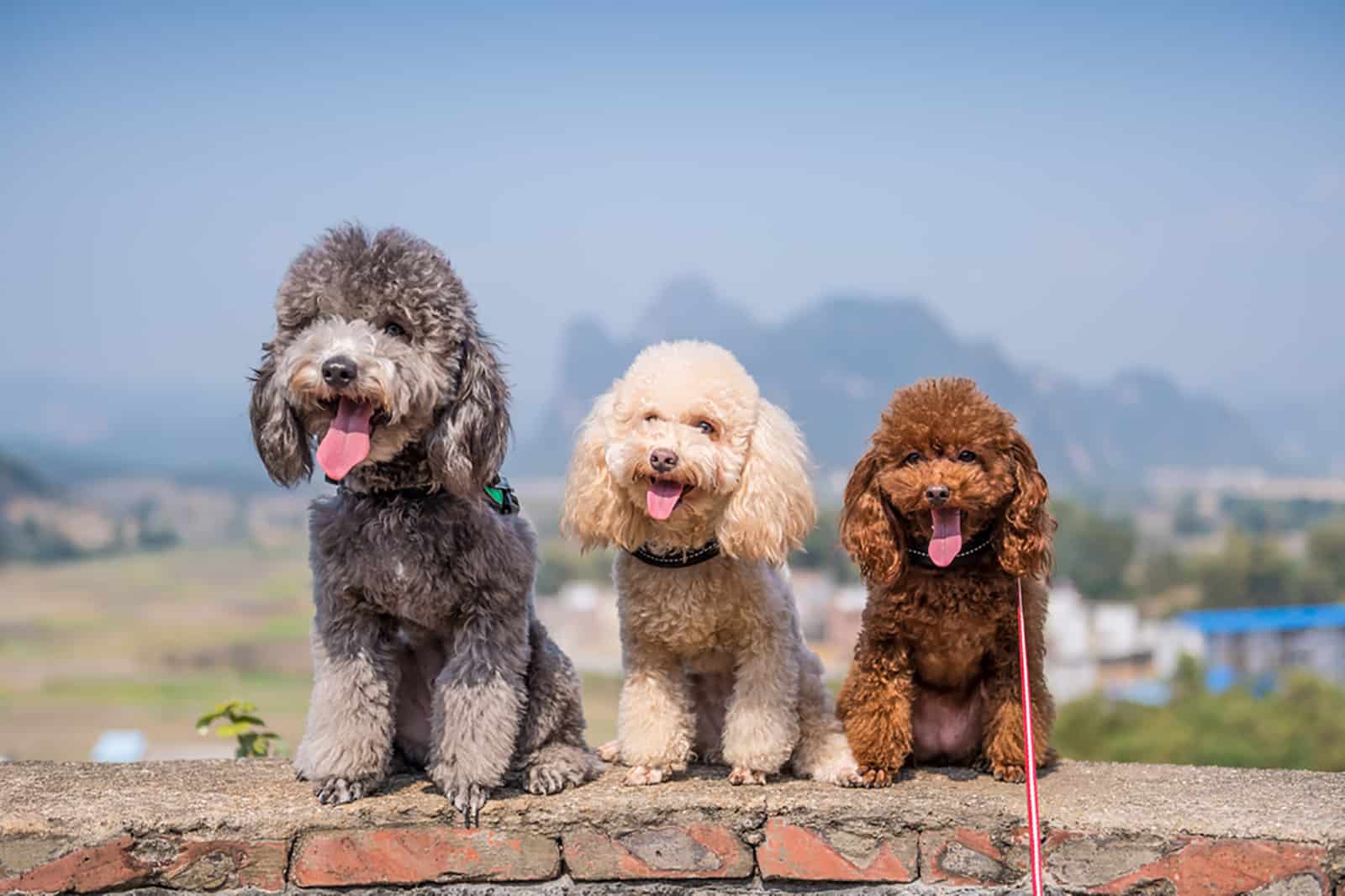 three poodles sitting side-by-side