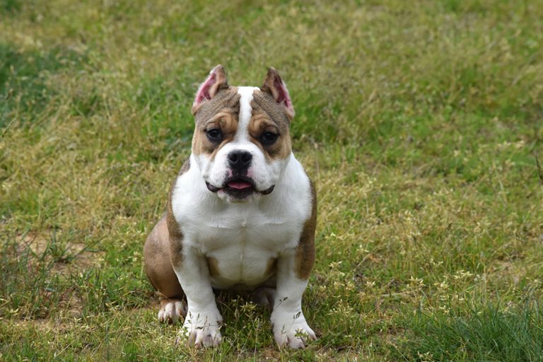 tri color bully sitting in the grass
