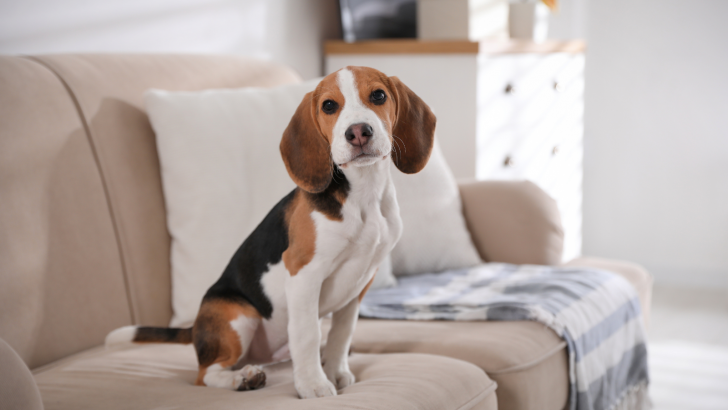 How Will My Female Dog’s Behavior Change After Spaying?