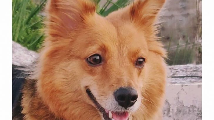 The Ultimate German Shepherd Pomeranian Mix Guide