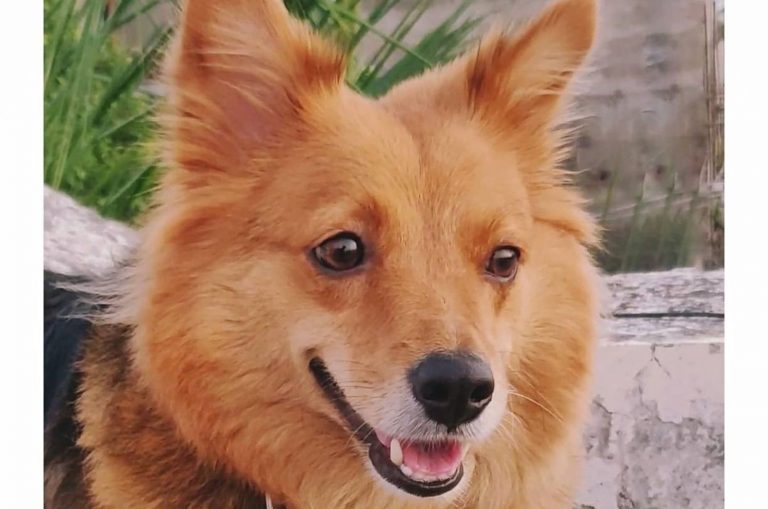 german shepherd pomeranian mix dog