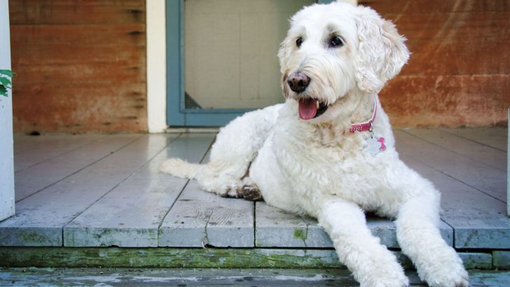 The Ultimate Guide To Straight Hair Labradoodles