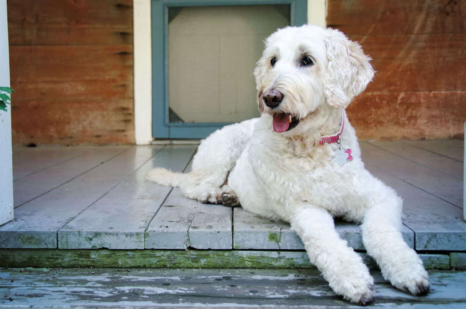 The Ultimate Guide To Straight Hair Labradoodles