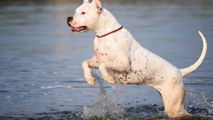 The Ultimate Guide To The Dogo Argentino Pitbull Mix