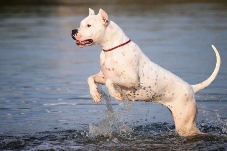 Dogo Argentino Pitbull Mix runs on water