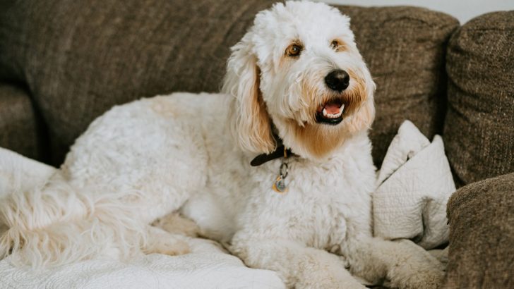 The Ultimate Guide To The Flat Coat Goldendoodle