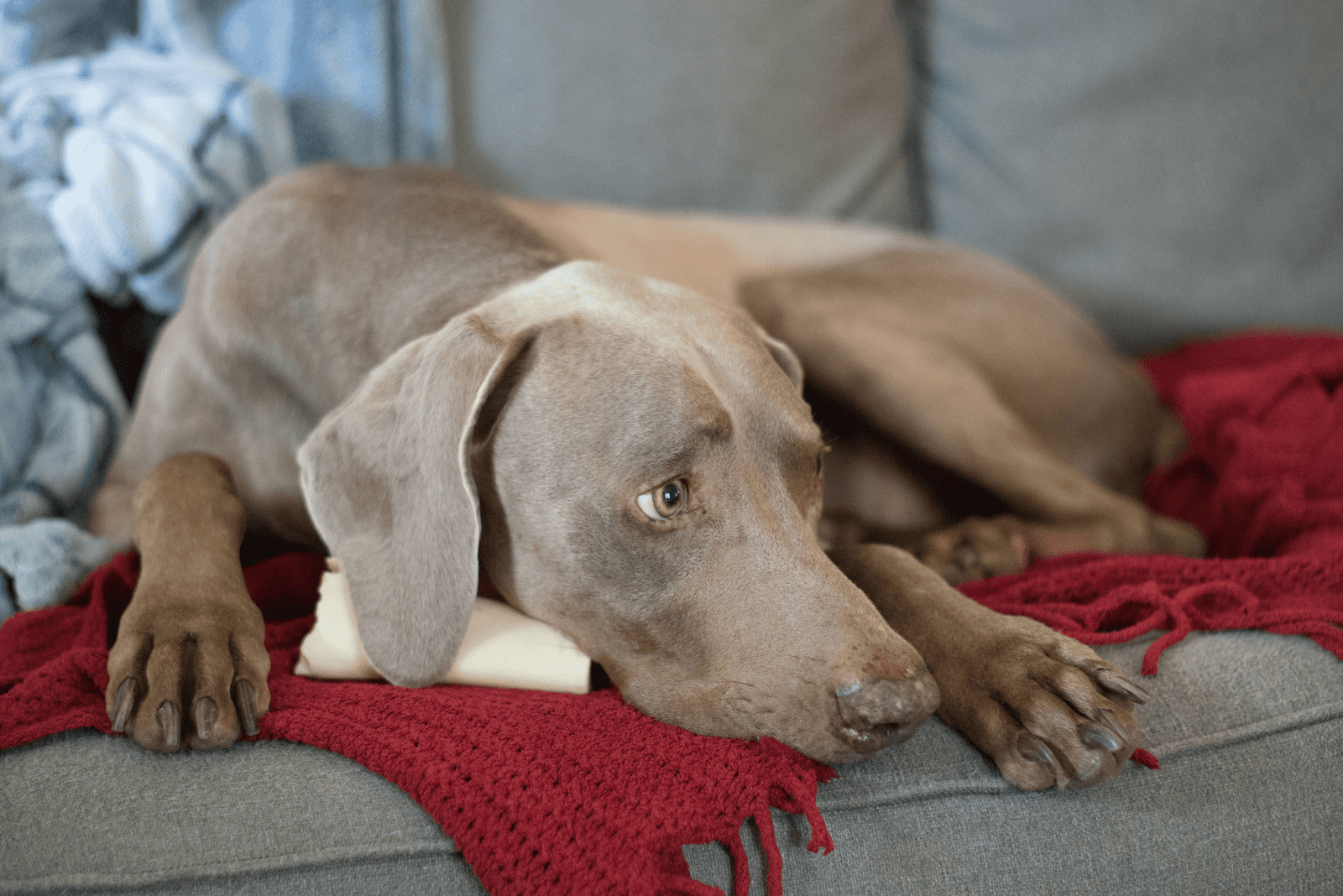 The Weimaraner is lying on the couch 