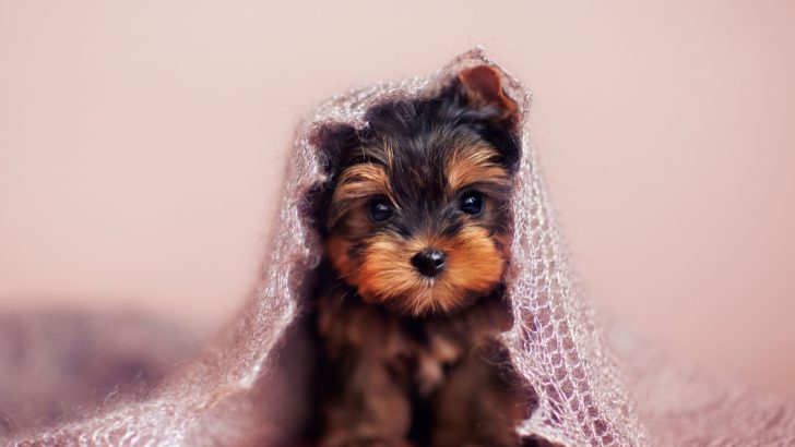 The Yorkie Growth Chart: Tips For A Healthy Growth