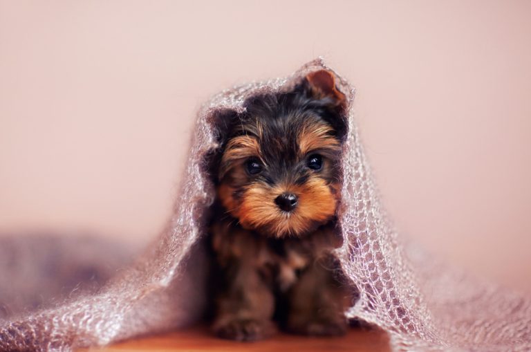 small yorkie puppy