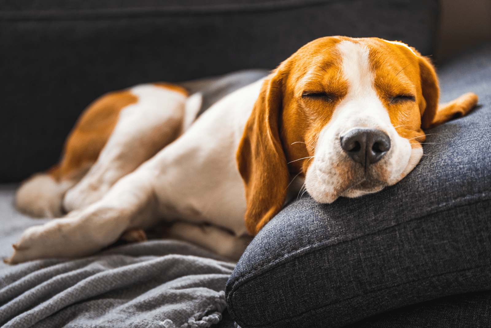 The beagle is lying on the couch and sleeping