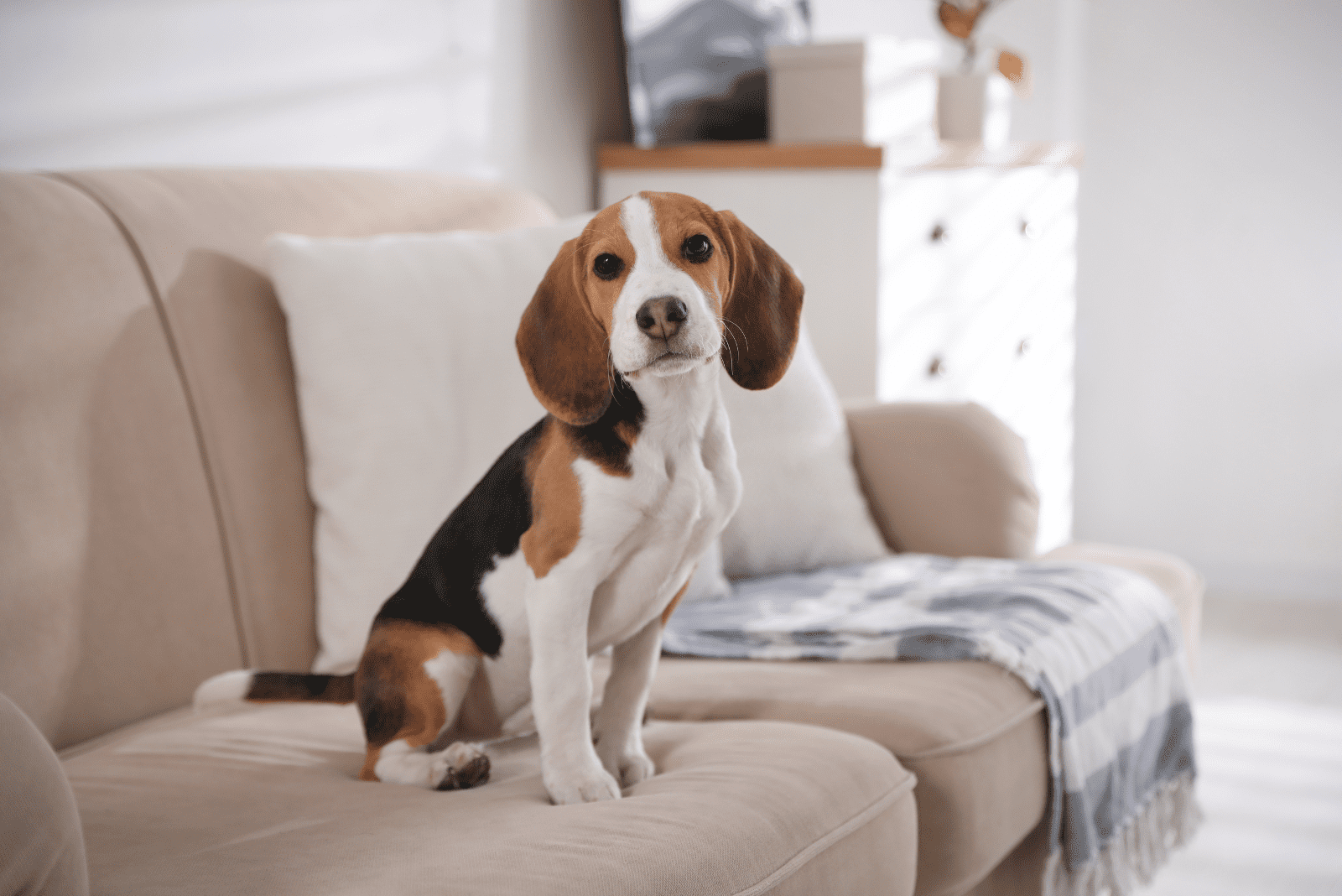 The beagle is sitting on the couch