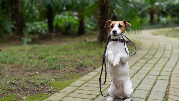Jack Russell Growth Chart: Things To Know