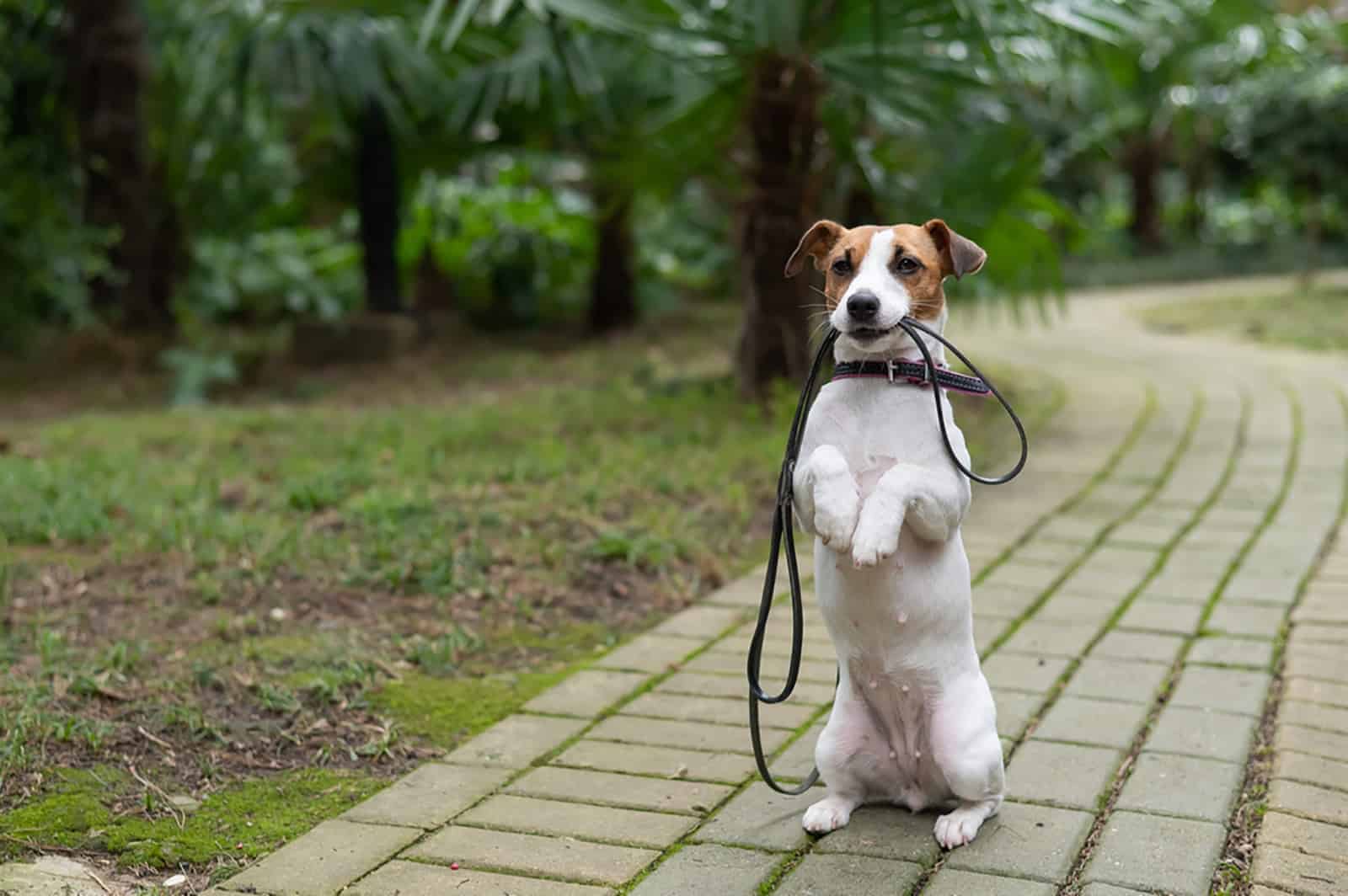 jack russell terrier dog is holding a leash and sitting in the park