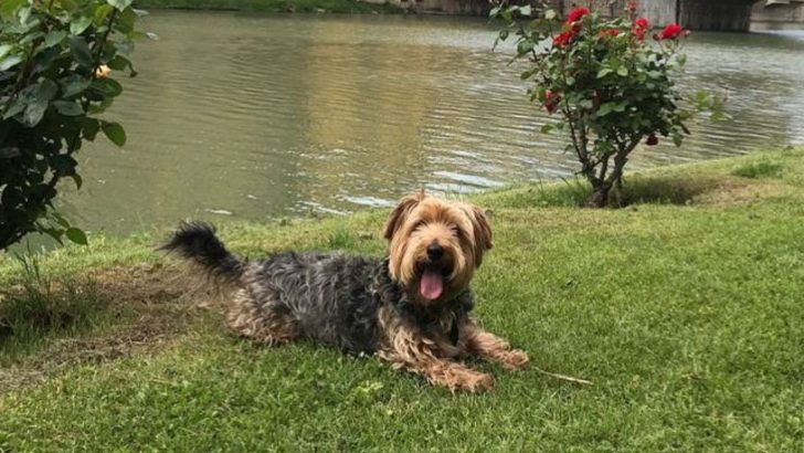 This Jack Russell Yorkie Mix Is The Hybrid You Need