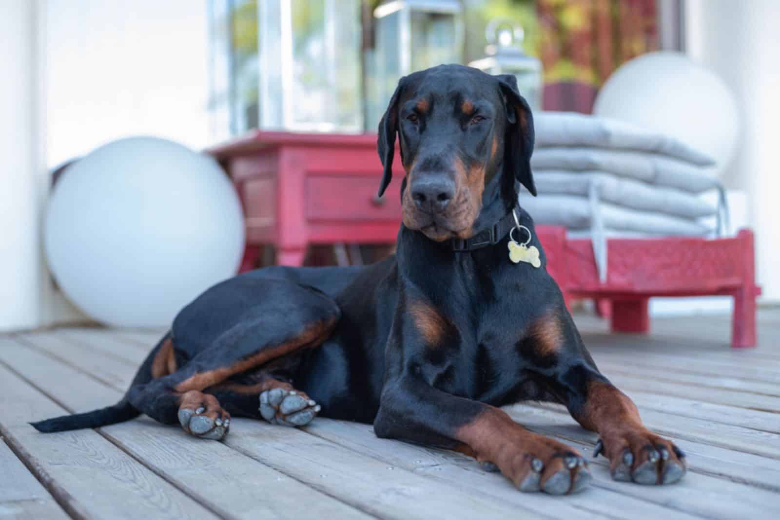 Three Doberman Pincher relaxing in the autumn park