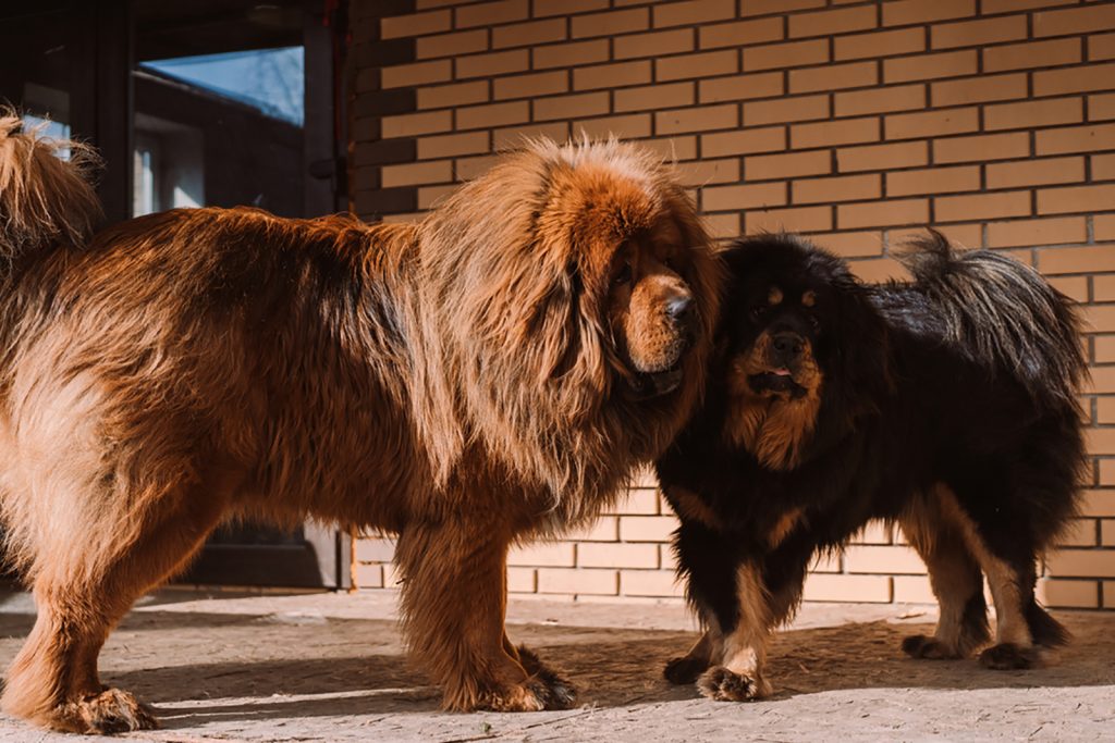 Tibetan Mastiff Growth Chart Shows The Size Of Fluffy Giants