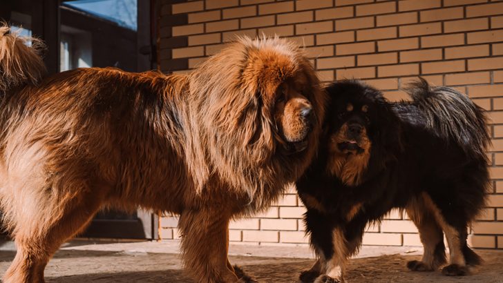 Tibetan Mastiff Growth Chart Shows The Size Of Fluffy Giants