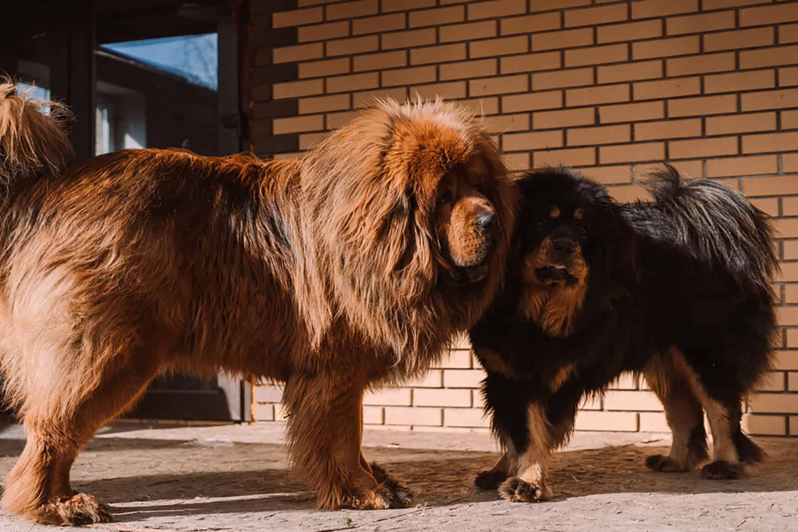 two tibetan mastiffs play on the porch of the house