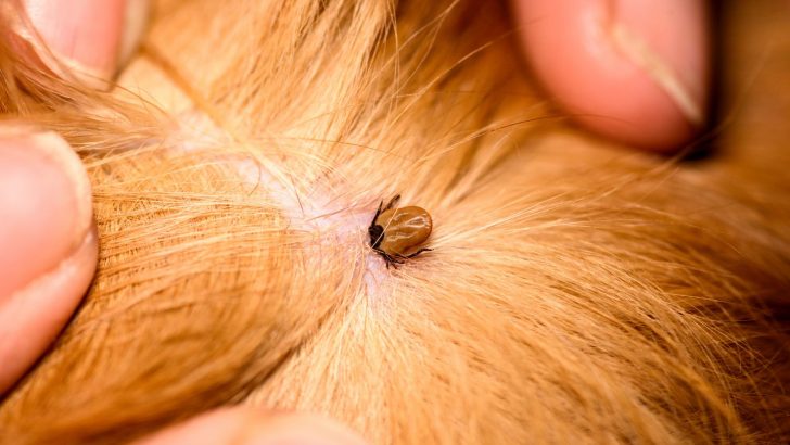 What’s With That Tick Scab On Dog? Tick Removal 101
