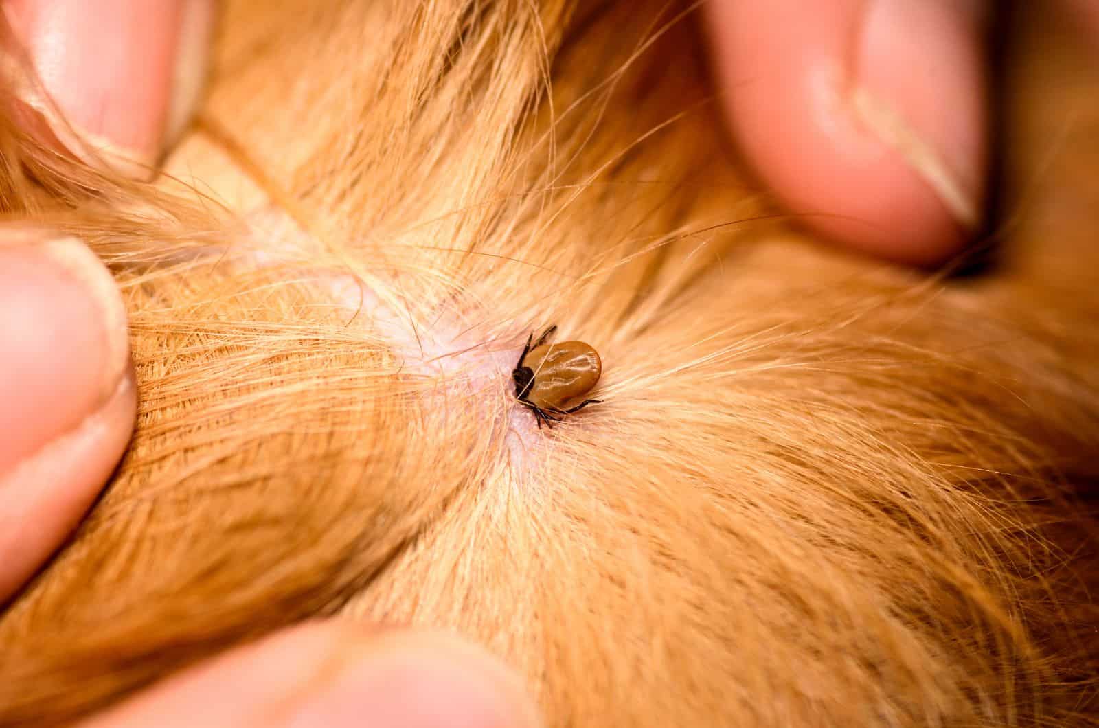 What’s With That Tick Scab On Dog? Tick Removal 101