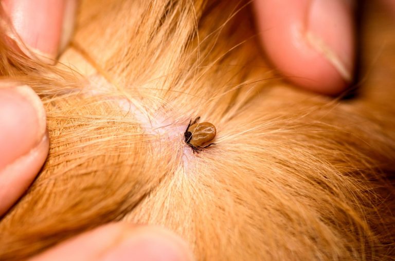 brown Tick Scab On Dog