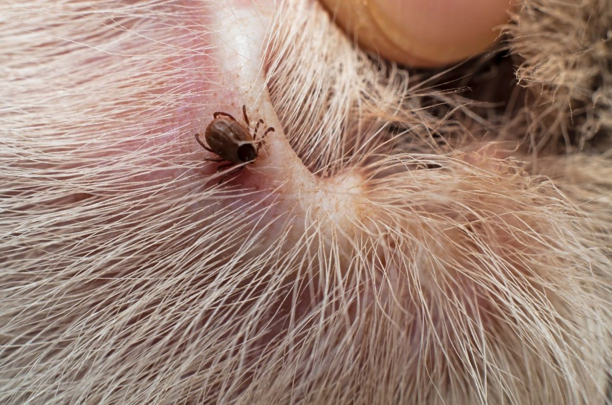 What’s With That Tick Scab On Dog? Tick Removal 101