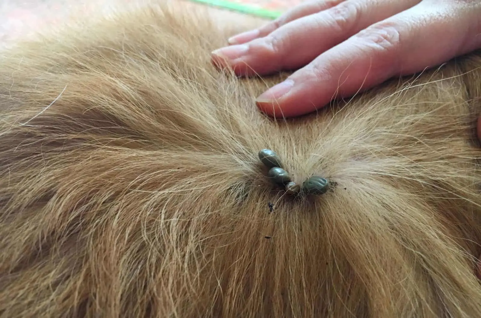 Tick Scab On Dog's fur