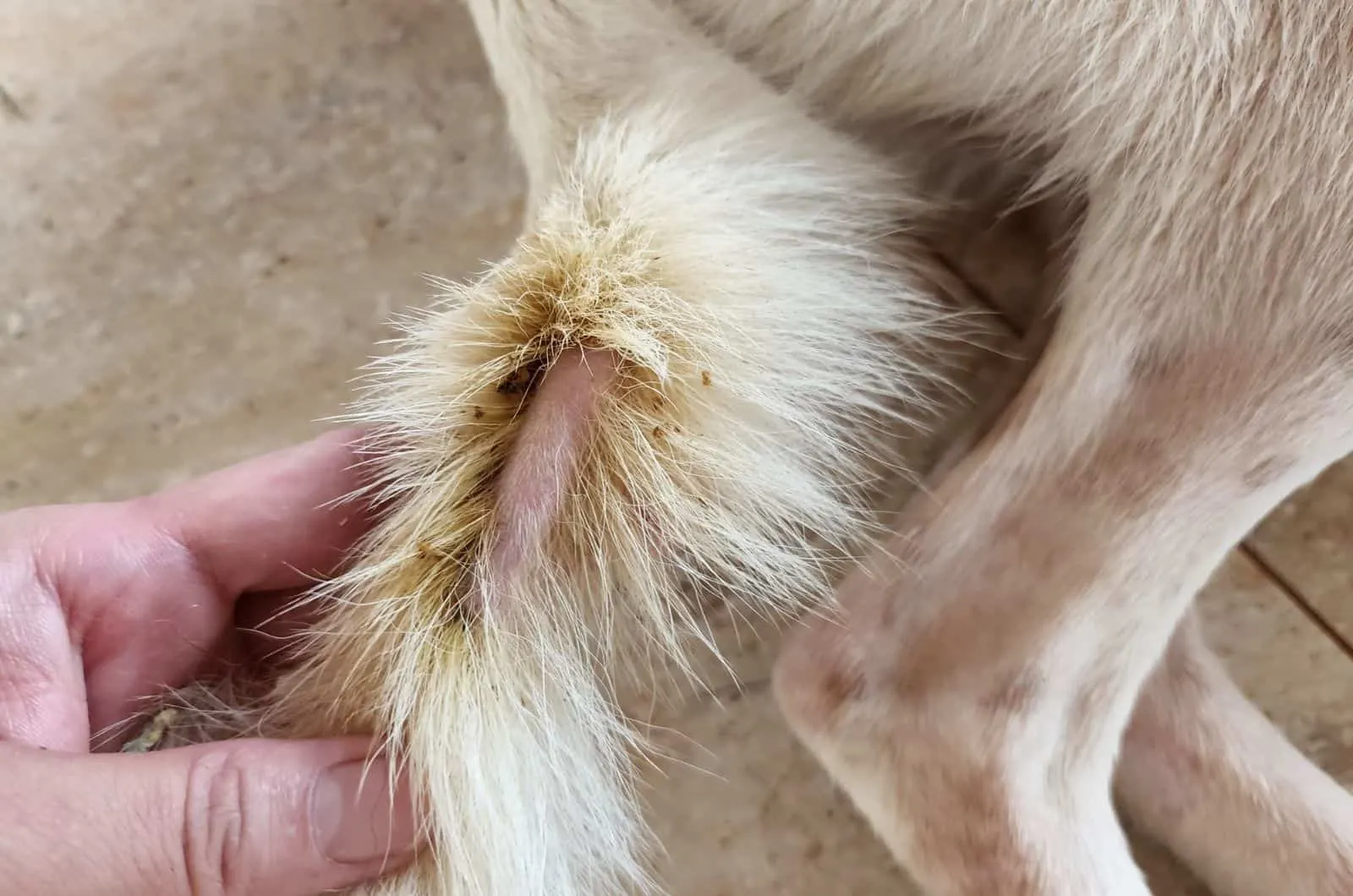 Tick Scab On Dog's leg