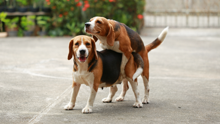 Tips And Tricks On How To Get Dogs Unstuck During Mating