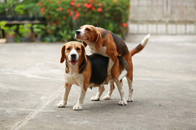 two dogs are standing on the pavement and mating
