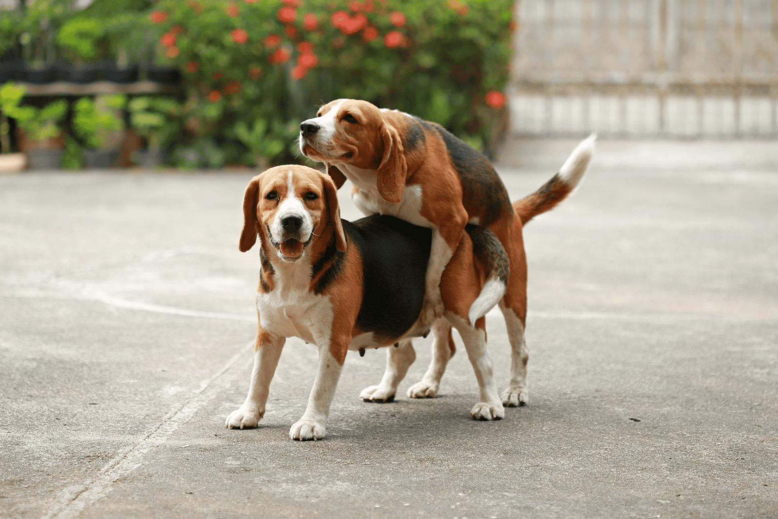 two dogs are standing on the pavement and mating