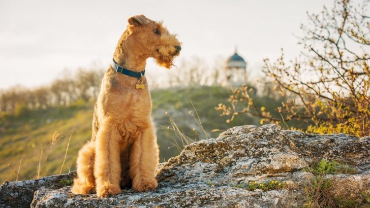 Top 10 Airedale Terrier Breeders In The U.S.