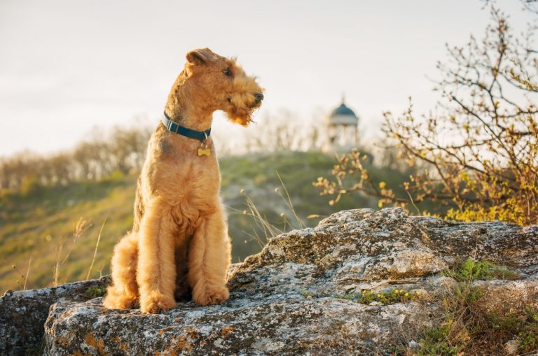 purebred adult airedale terrier