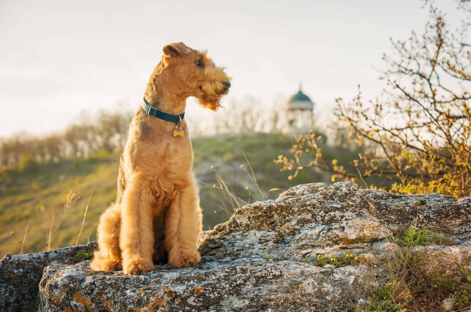 Top 10 Airedale Terrier Breeders In The U.S.