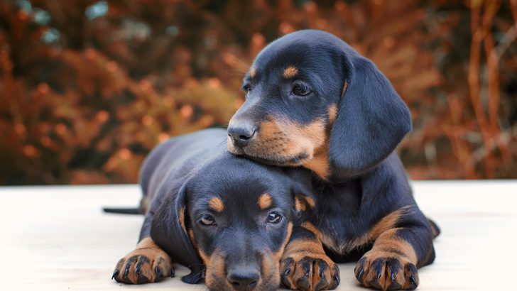 Top 10 Dachshund Breeders In North Carolina You Will Love