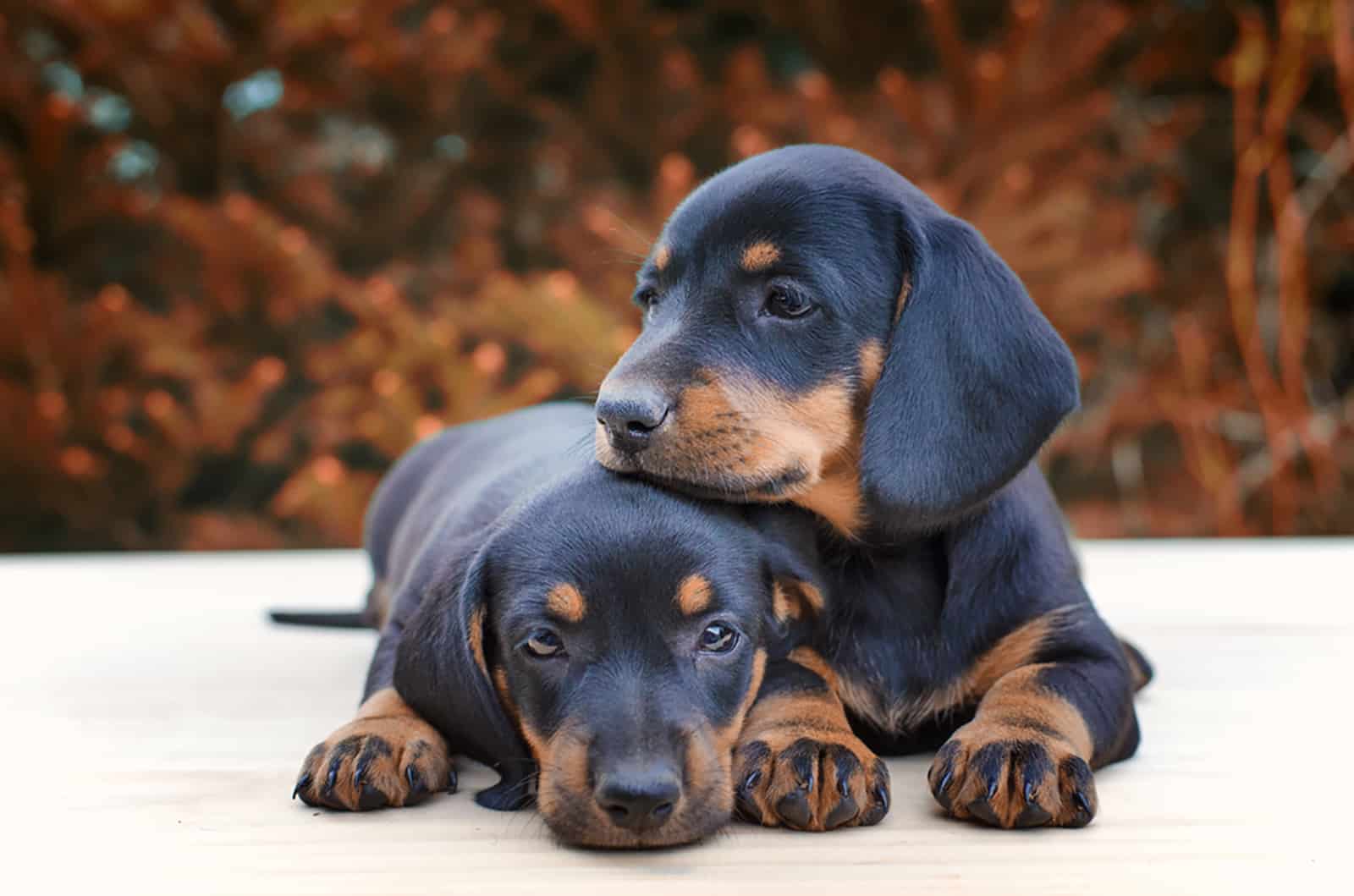 two dachshund puppies lying together