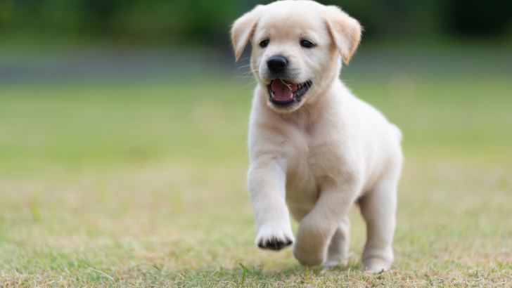 Top 12 Golden Retriever Breeders In Tennessee You Can Trust