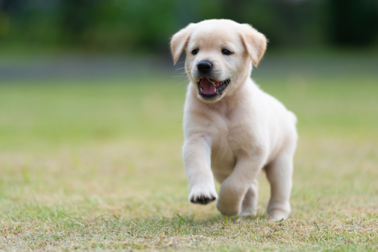 A Golden Retriever puppy walks in a field