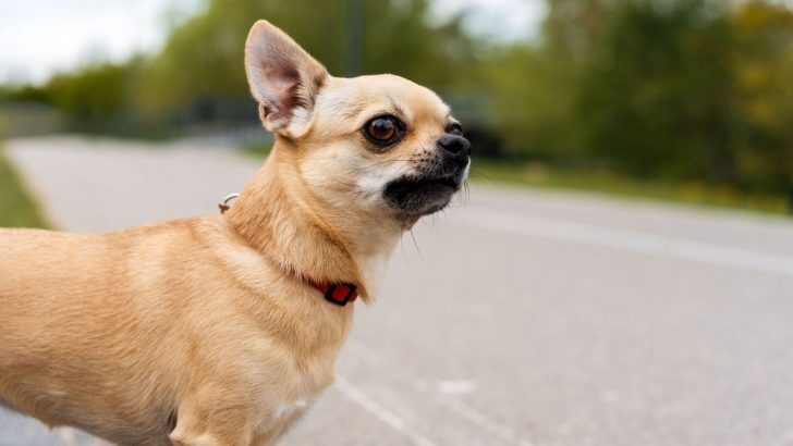 Top 5 Apple Head Chihuahua Breeders in the U.S.