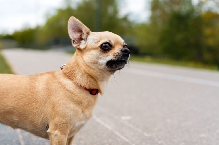 apple head chihuahua