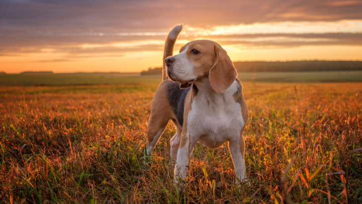 Top 5 Beagle Breeders In Wisconsin