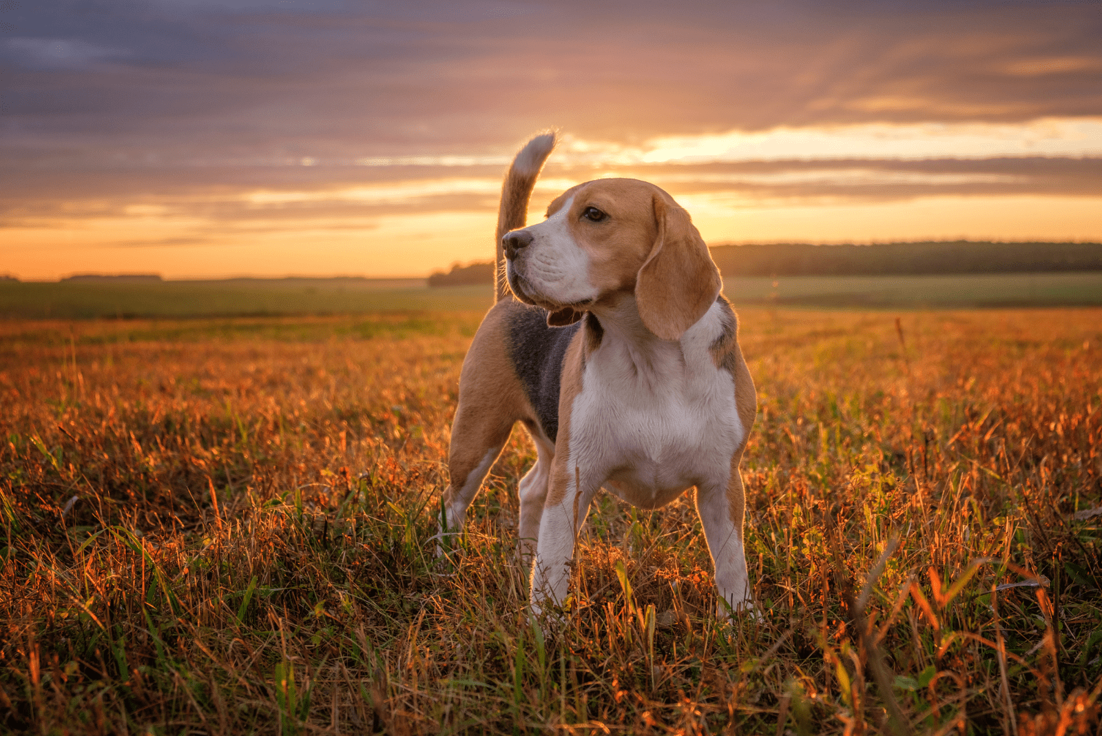 A beagle is standing in a field