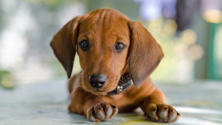 Top 5 Reliable Dachshund Breeders In Massachusetts