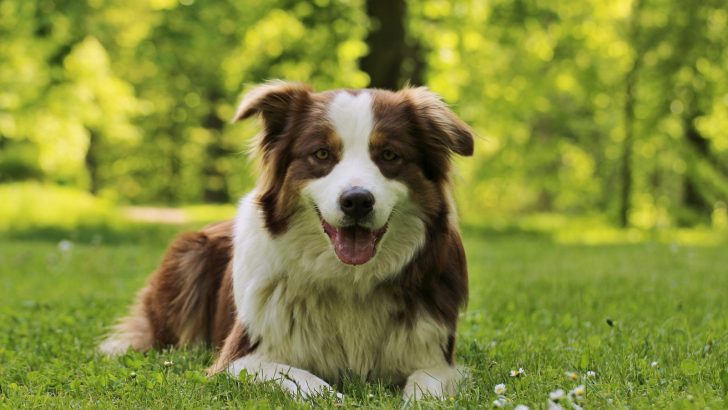 Top 6 Mini Australian Shepherd Breeders