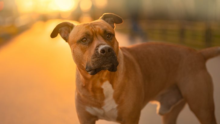 Top 7 Reputable Pitbull Breeders In Texas