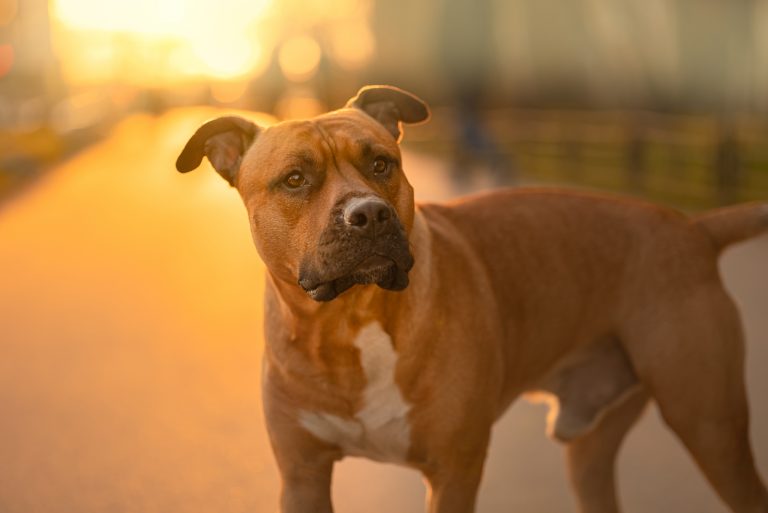 pitbull standing outside